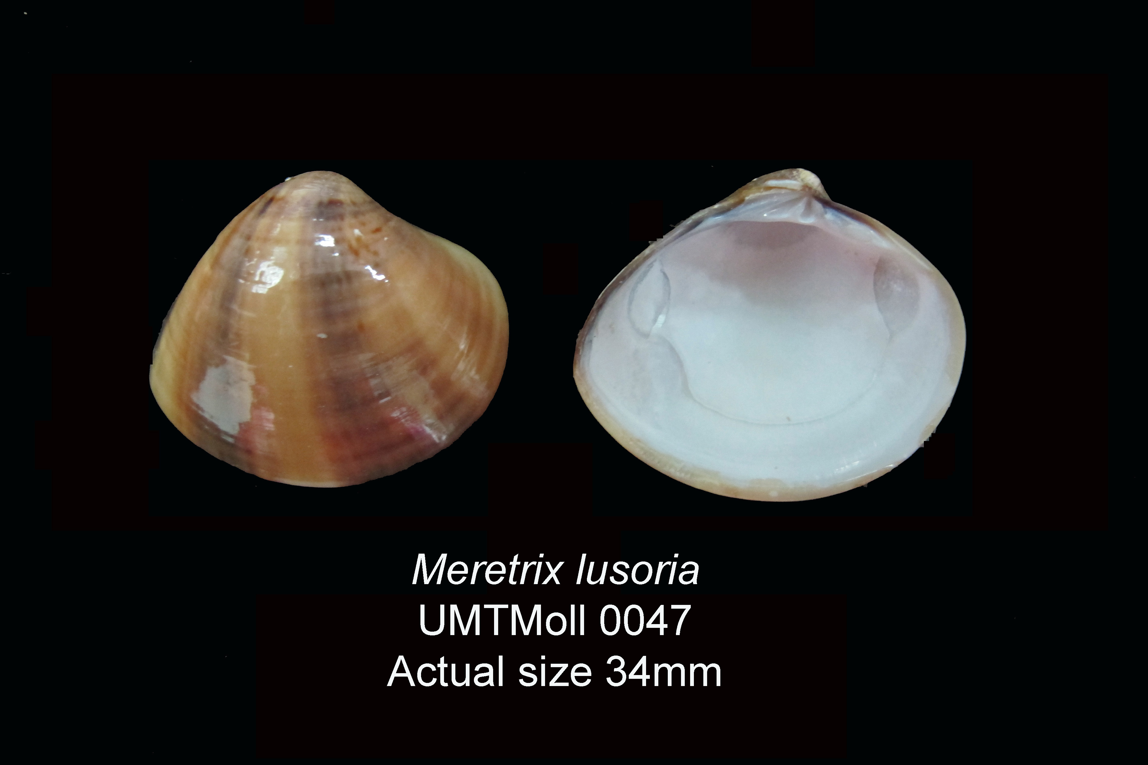 Specimen image